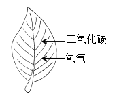 选项 C 图1