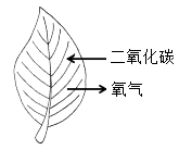 选项 A 图1