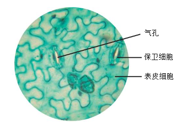 题图 1