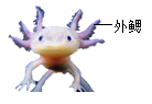 题图 1