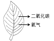 选项 D 图1
