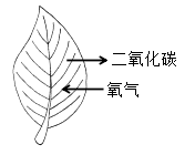 选项 B 图1
